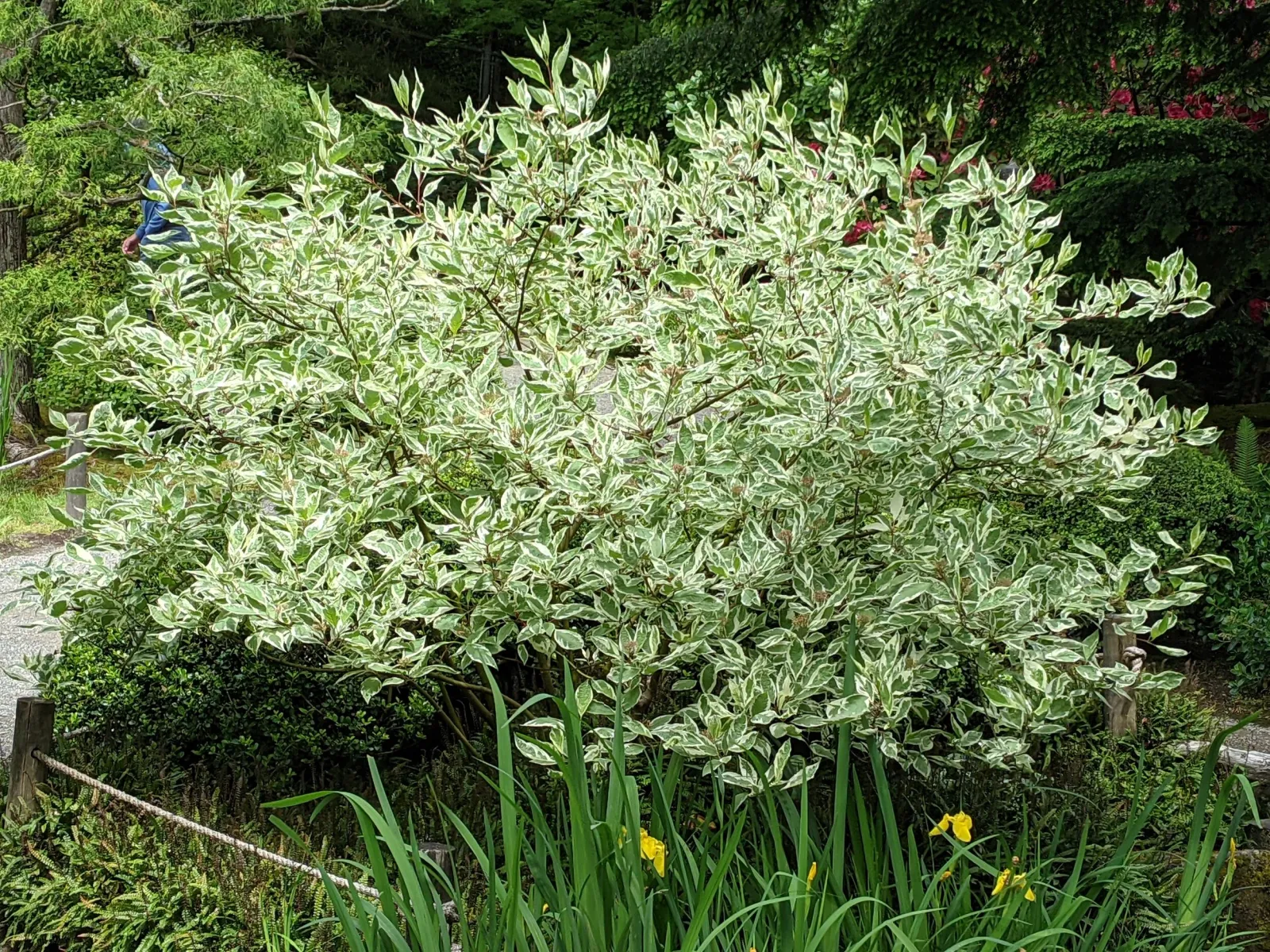 Cornus alba ‘Argenteomarginata’ — katalog fotoğrafı