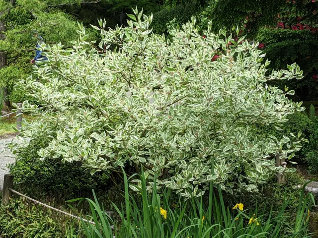 Cornus alba ‘Argenteomarginata’ — katalog fotoğrafı