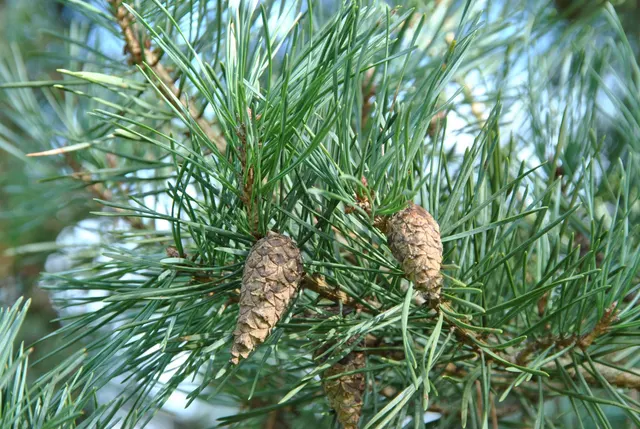 Pinus sylvestris — katalog fotoğrafı