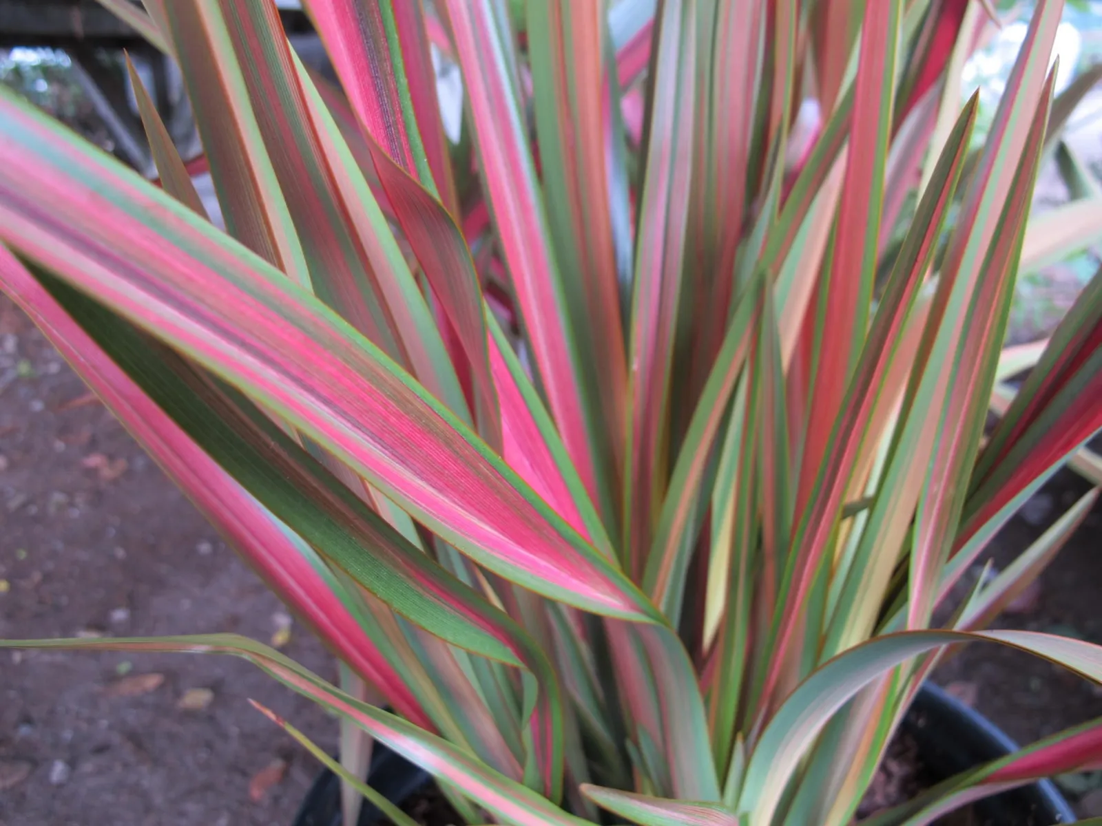 Phormium ‘Jester’ — katalog fotoğrafı