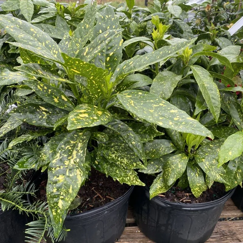 Aucuba japonica ‘Variegata’ — katalog fotoğrafı