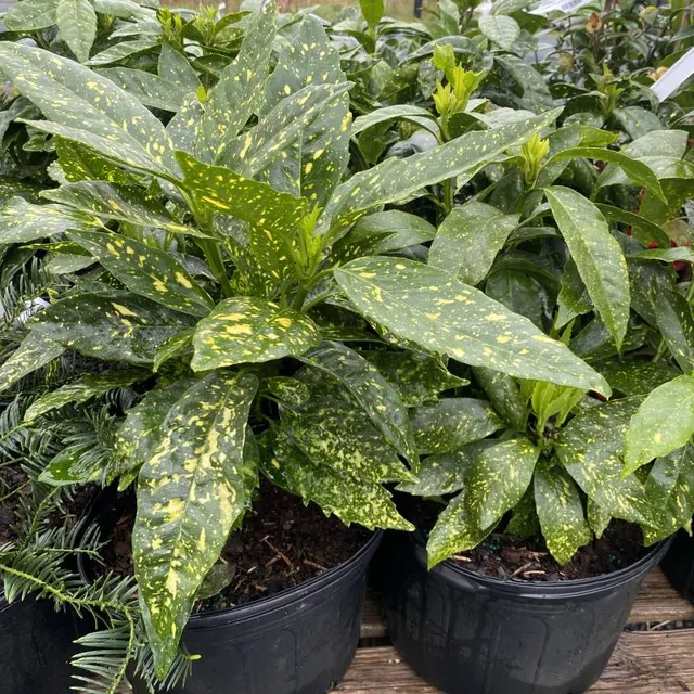 Aucuba japonica ‘Variegata’ — katalog fotoğrafı