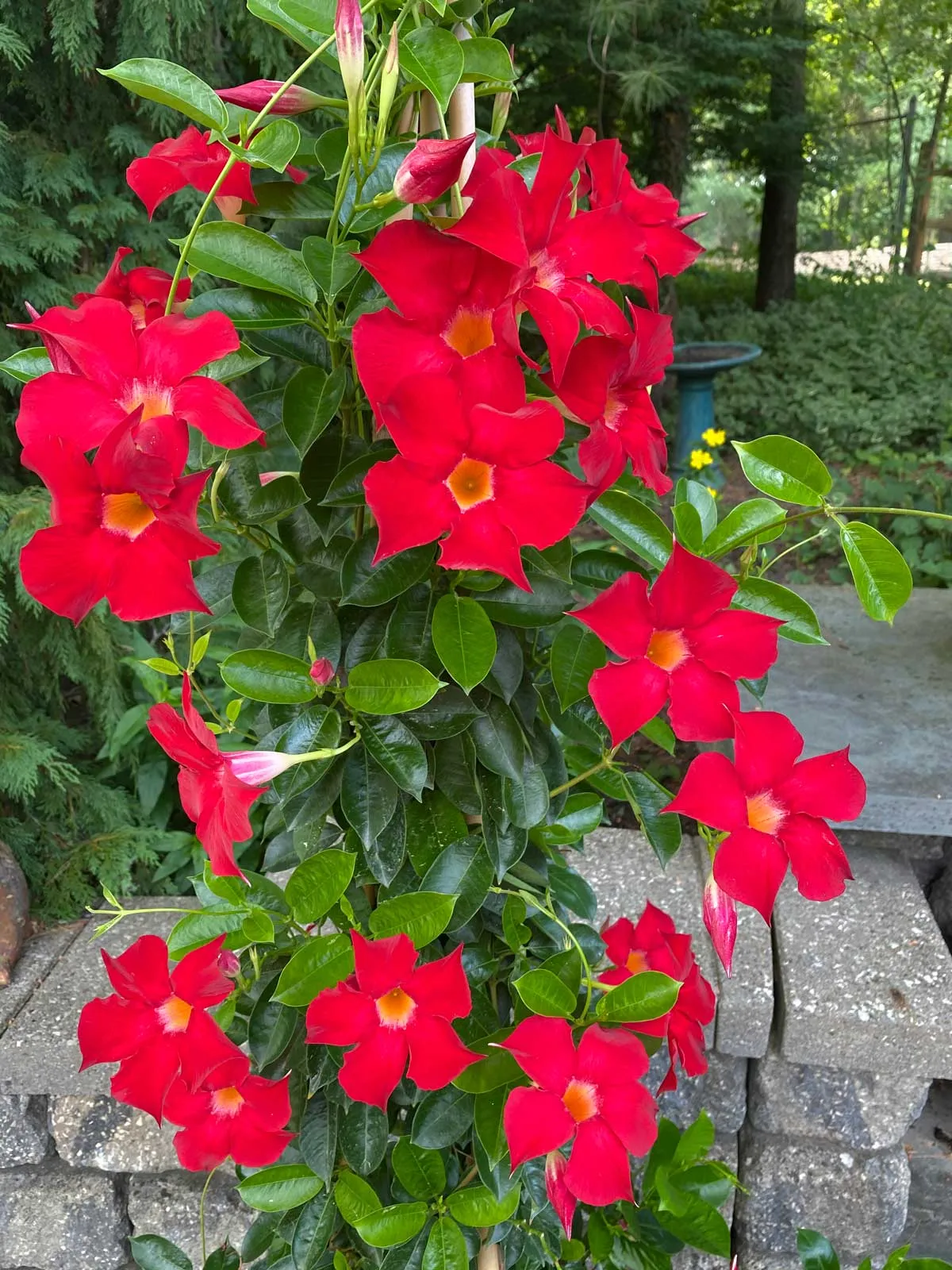 Mandevilla — katalog fotoğrafı