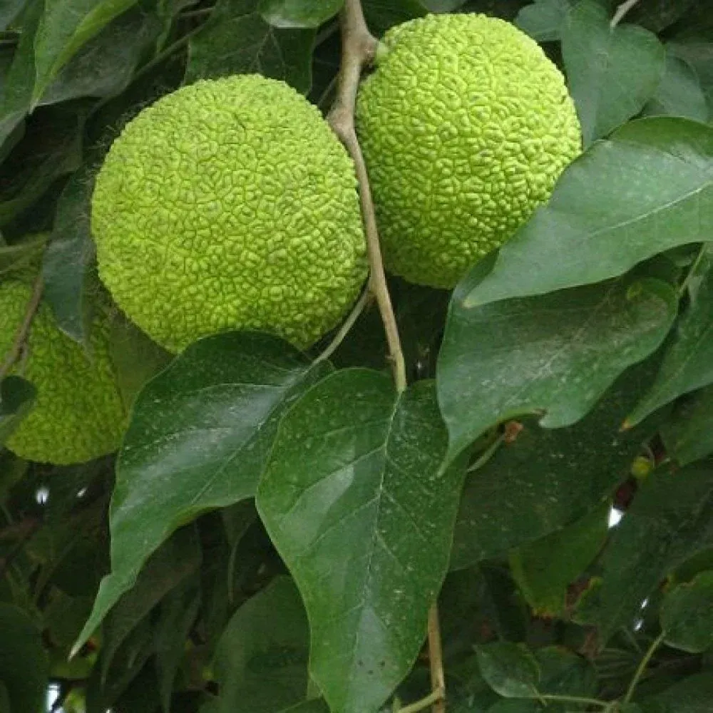 Maclura pomifera — katalog fotoğrafı