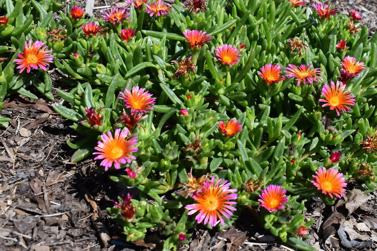 Delosperma hybrida — katalog fotoğrafı