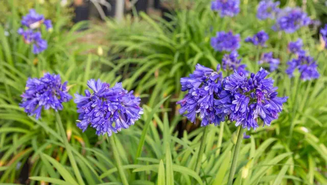 Agapanthus ‘Midknight Blue’ — katalog fotoğrafı