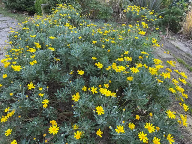 Euryops pectinatus — katalog fotoğrafı