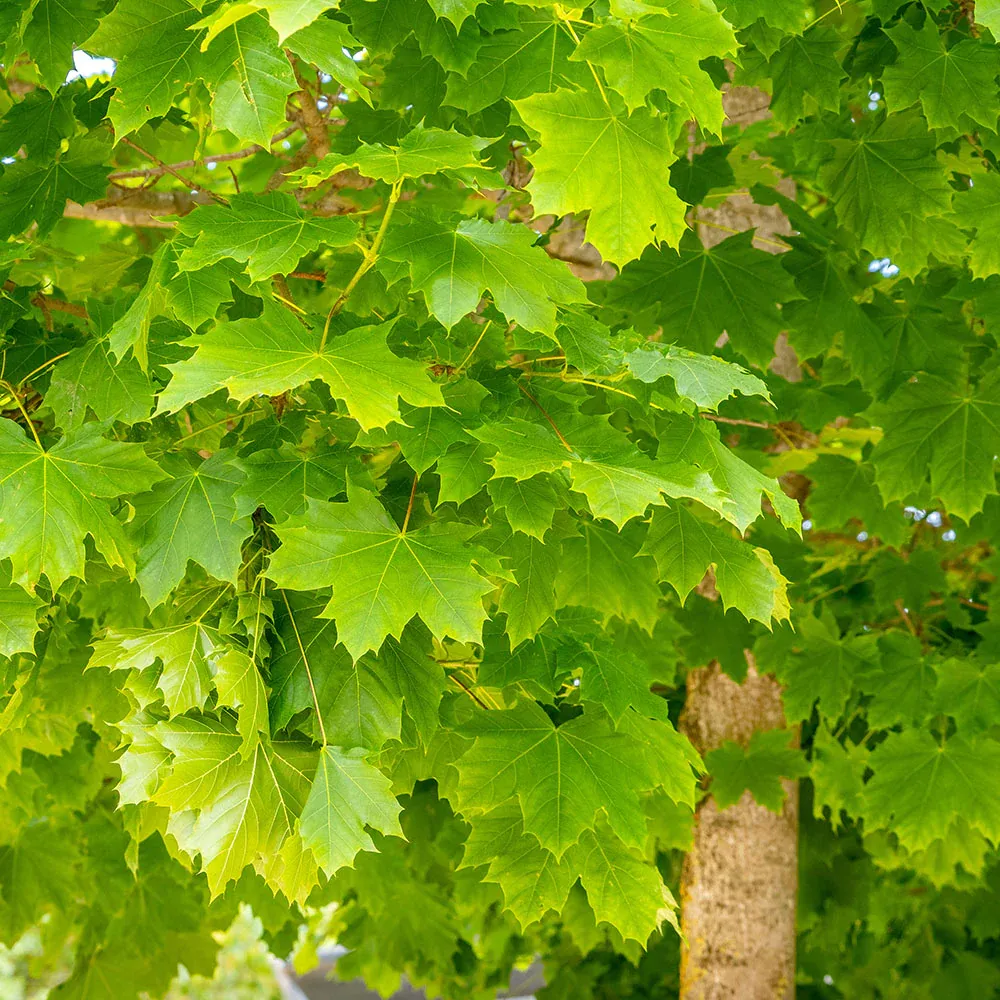 Acer platanoides — katalog fotoğrafı
