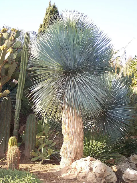 Yucca rostrata — katalog fotoğrafı