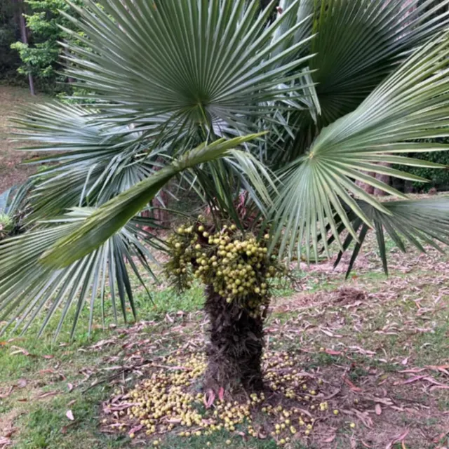 Trithrinax acanthocoma — katalog fotoğrafı