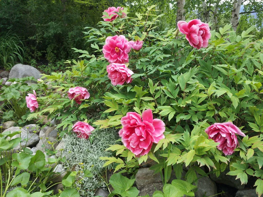 Paeonia suffruticosa — katalog fotoğrafı