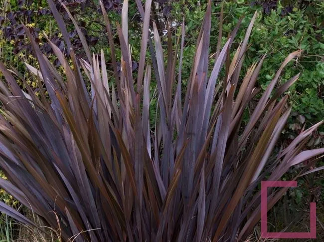 Phormium tenax ‘Atropurpureum’ — katalog fotoğrafı