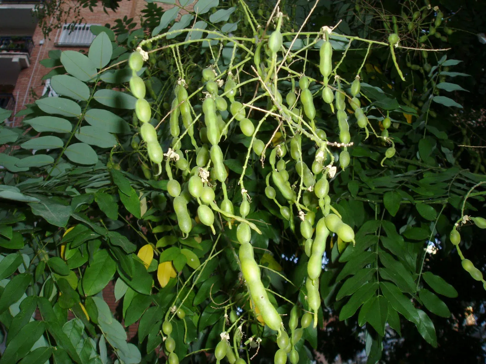 Sophora japonica — katalog fotoğrafı