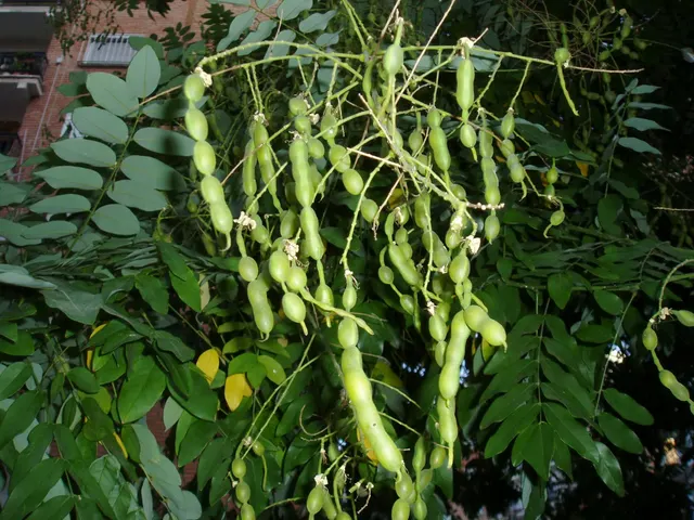 Sophora japonica — katalog fotoğrafı