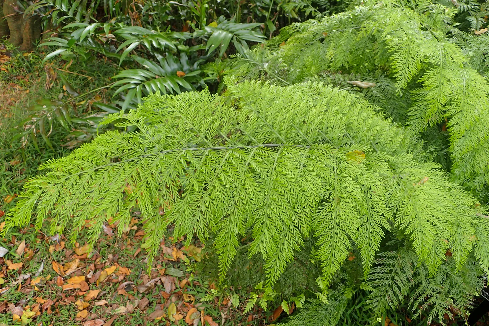 Asplenium bulbiferum — katalog fotoğrafı