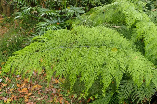 Asplenium bulbiferum — katalog fotoğrafı