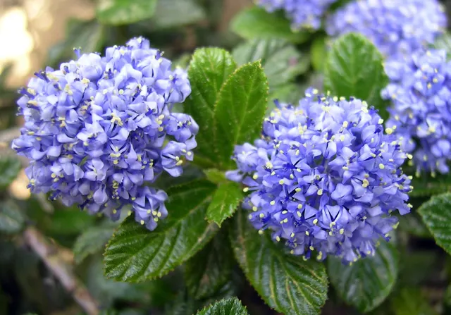Ceanothus thyrsiflorus ‘Repens’ — katalog fotoğrafı