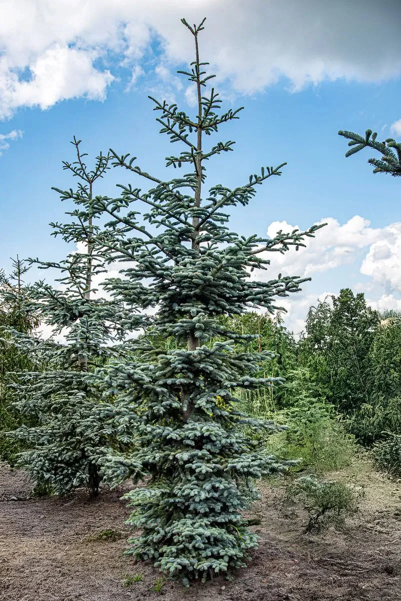 Abies procera ‘Glauca’ — katalog fotoğrafı