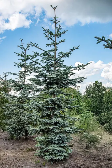 Abies procera ‘Glauca’ — katalog fotoğrafı