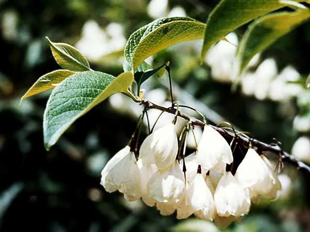 Halesia carolina — katalog fotoğrafı