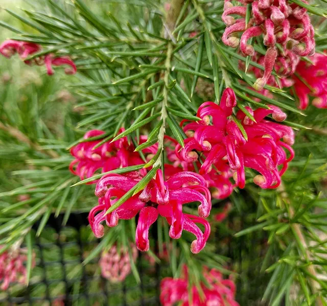 Grevillea — katalog fotoğrafı