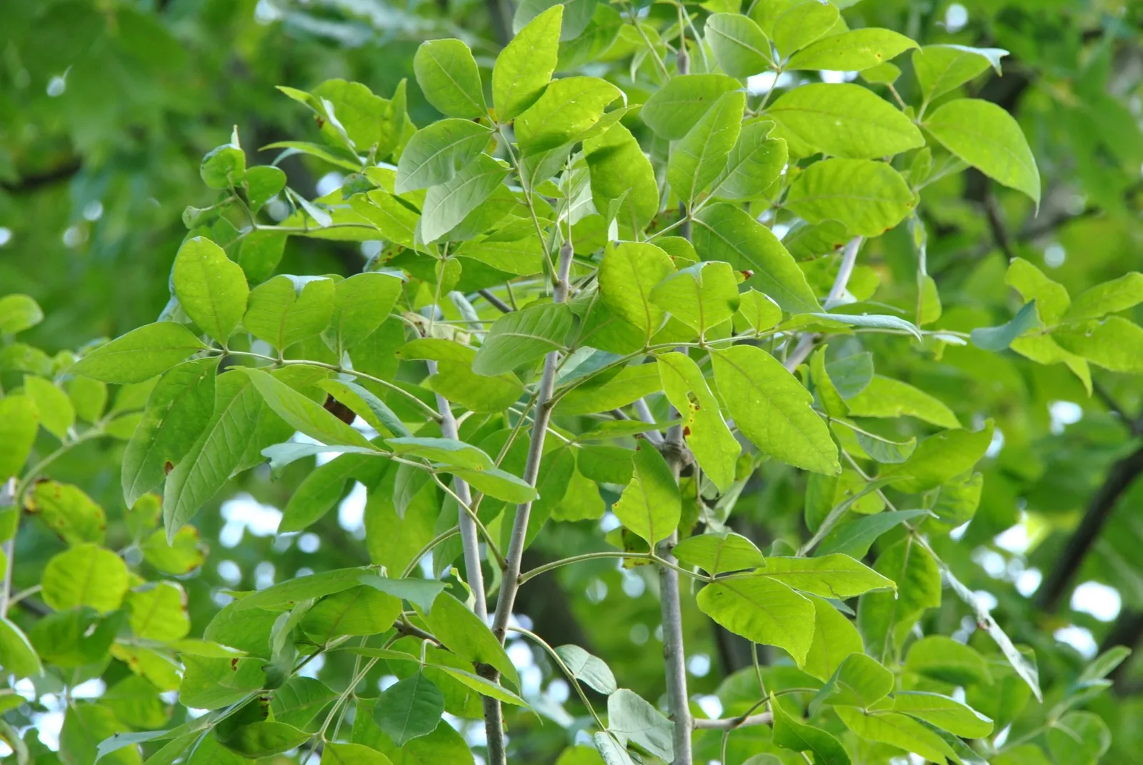 Fraxinus pennsylvanica ‘Zundert’ — katalog fotoğrafı