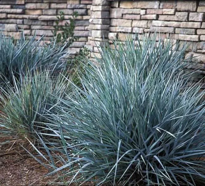 Leymus arenarius ‘Blue Dune’ — katalog fotoğrafı