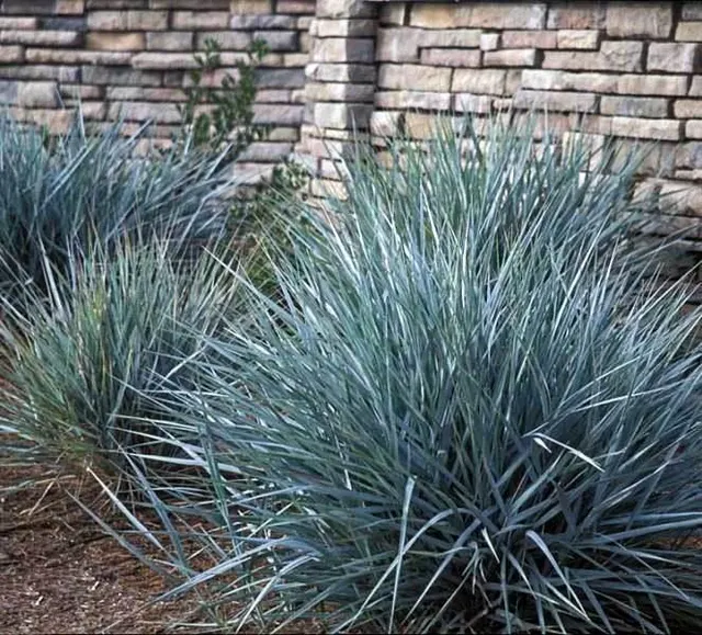 Leymus arenarius ‘Blue Dune’ — katalog fotoğrafı