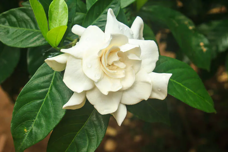 Gardenia jasminoides — katalog fotoğrafı