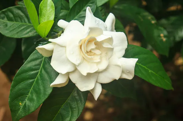 Gardenia jasminoides — katalog fotoğrafı