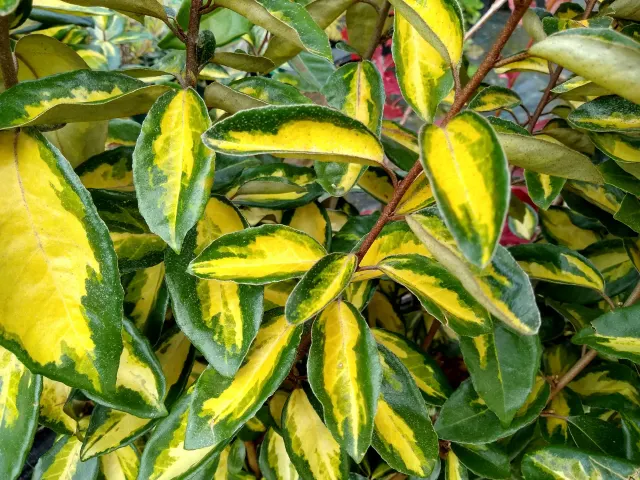 Elaeagnus × ebbingei ‘Limelight’ — katalog fotoğrafı