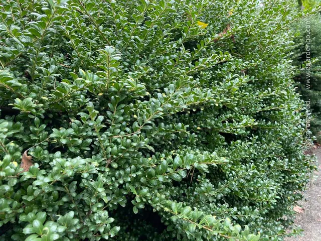 Ilex crenata ‘Convexa’ — katalog fotoğrafı