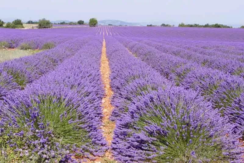 Lavandula angustifolia — katalog fotoğrafı
