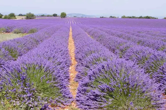Lavandula angustifolia — katalog fotoğrafı