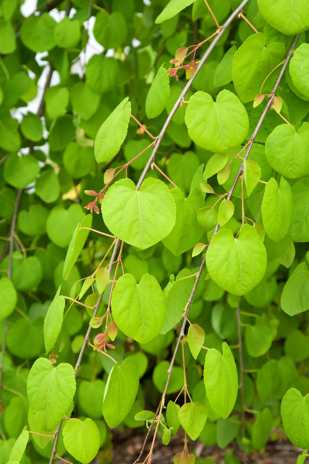 Cercidiphyllum japonicum ‘Pendula’ — katalog fotoğrafı