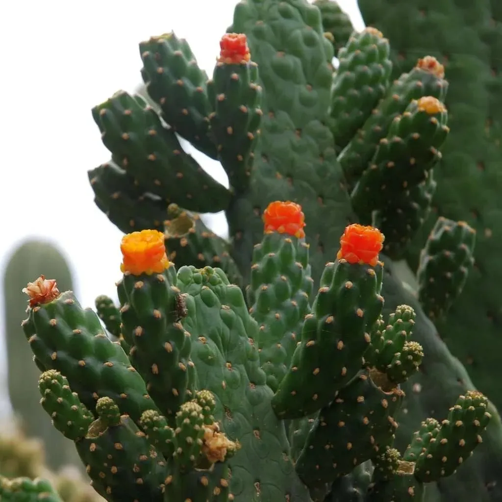 Consolea rubescens — katalog fotoğrafı