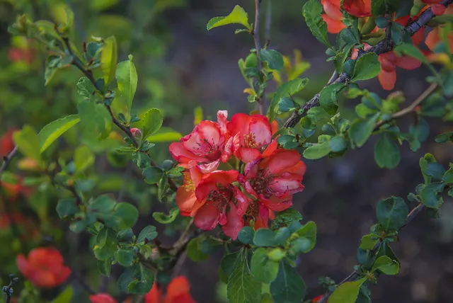 Chaenomeles japonica ‘Rosea Plena’ — katalog fotoğrafı