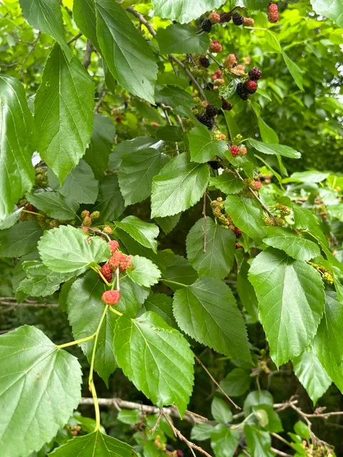 Morus rubra — katalog fotoğrafı