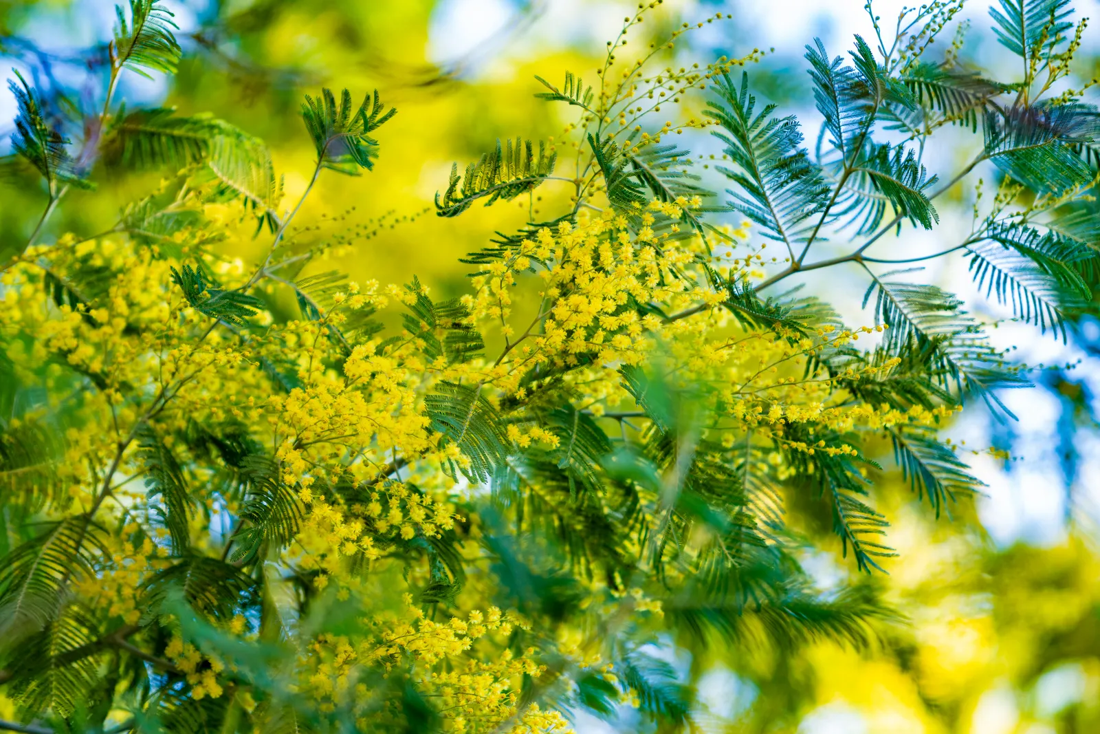 Acacia semperflorens — katalog fotoğrafı