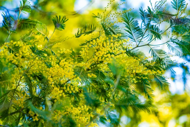 Acacia semperflorens — katalog fotoğrafı