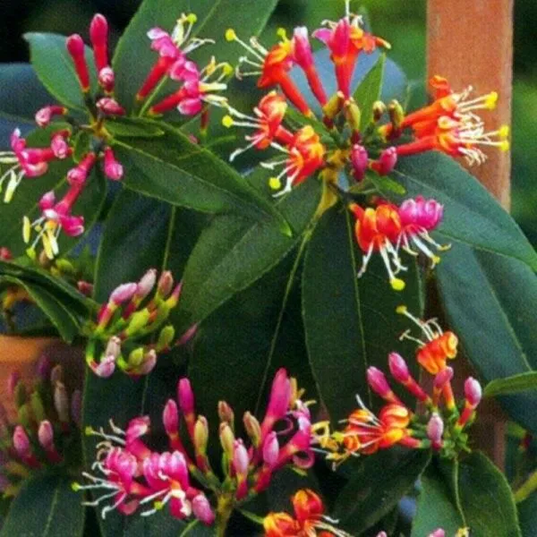 Lonicera × brownii ‘Henry’ — katalog fotoğrafı