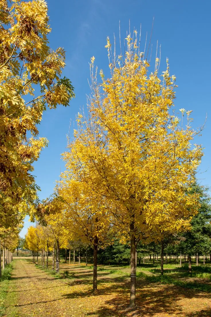 Fraxinus pennsylvanica ‘Summit’ — katalog fotoğrafı