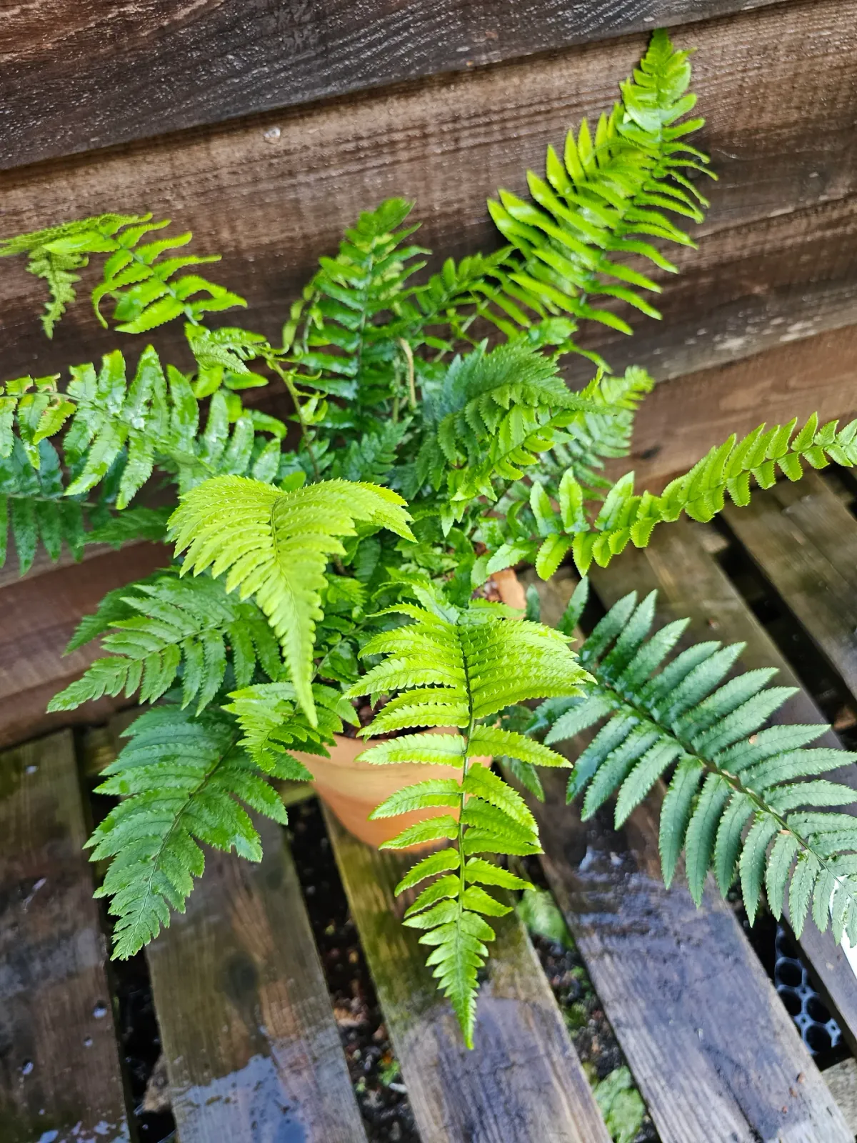 Dryopteris atrata — katalog fotoğrafı