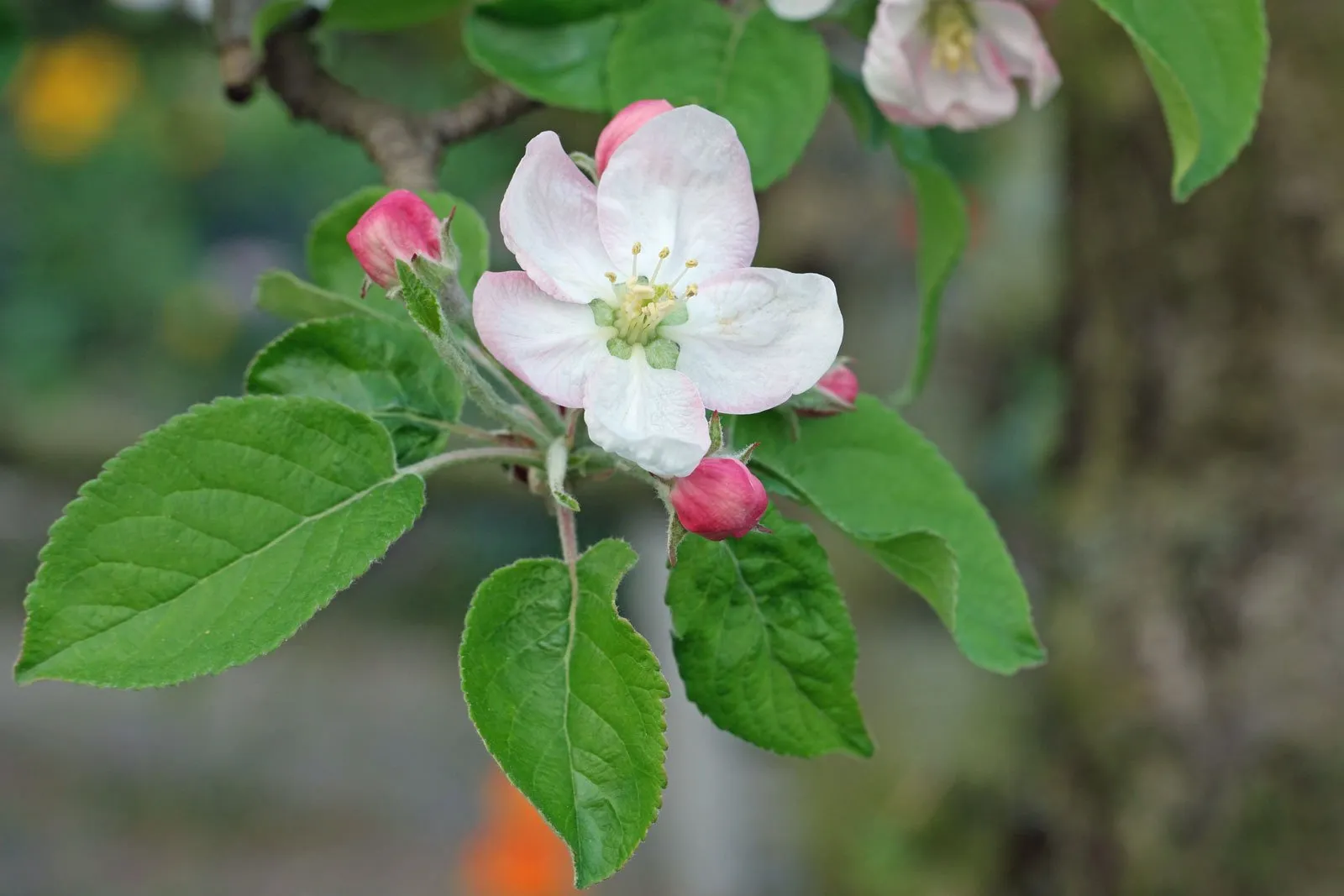Malus domestica — katalog fotoğrafı