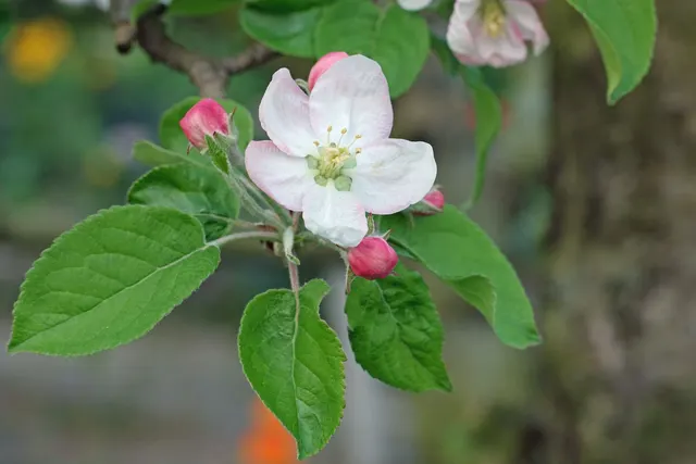 Malus domestica — katalog fotoğrafı