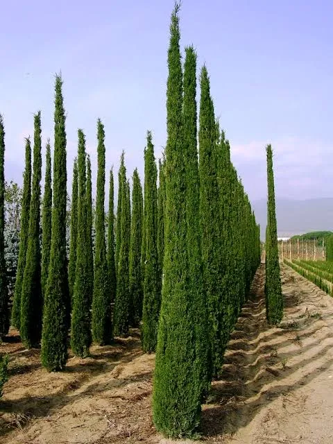 Cupressus sempervirens ‘Pyramidalis’ — katalog fotoğrafı