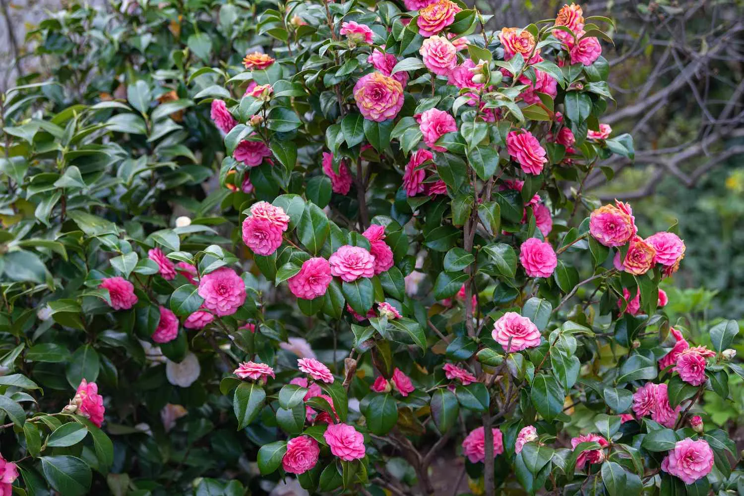 Camellia japonica — katalog fotoğrafı