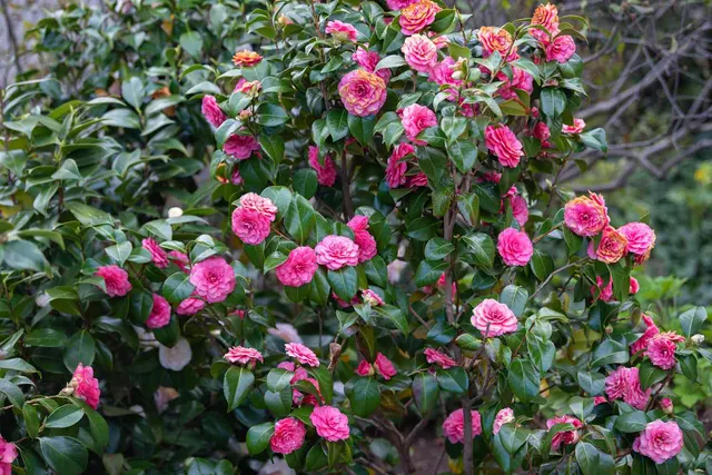 Camellia japonica — katalog fotoğrafı