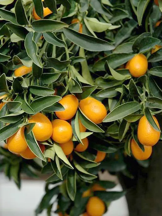 Citrus fortunella ‘Margarita’ — katalog fotoğrafı