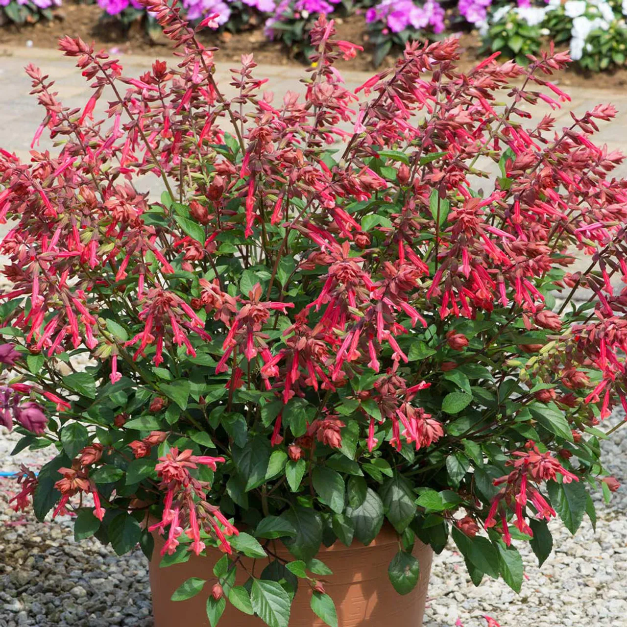 Salvia salmia — katalog fotoğrafı
